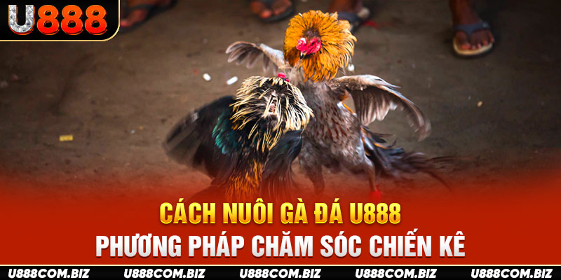 Cách Nuôi Gà Đá U888 - Phương Pháp Chăm Sóc Chiến Kê